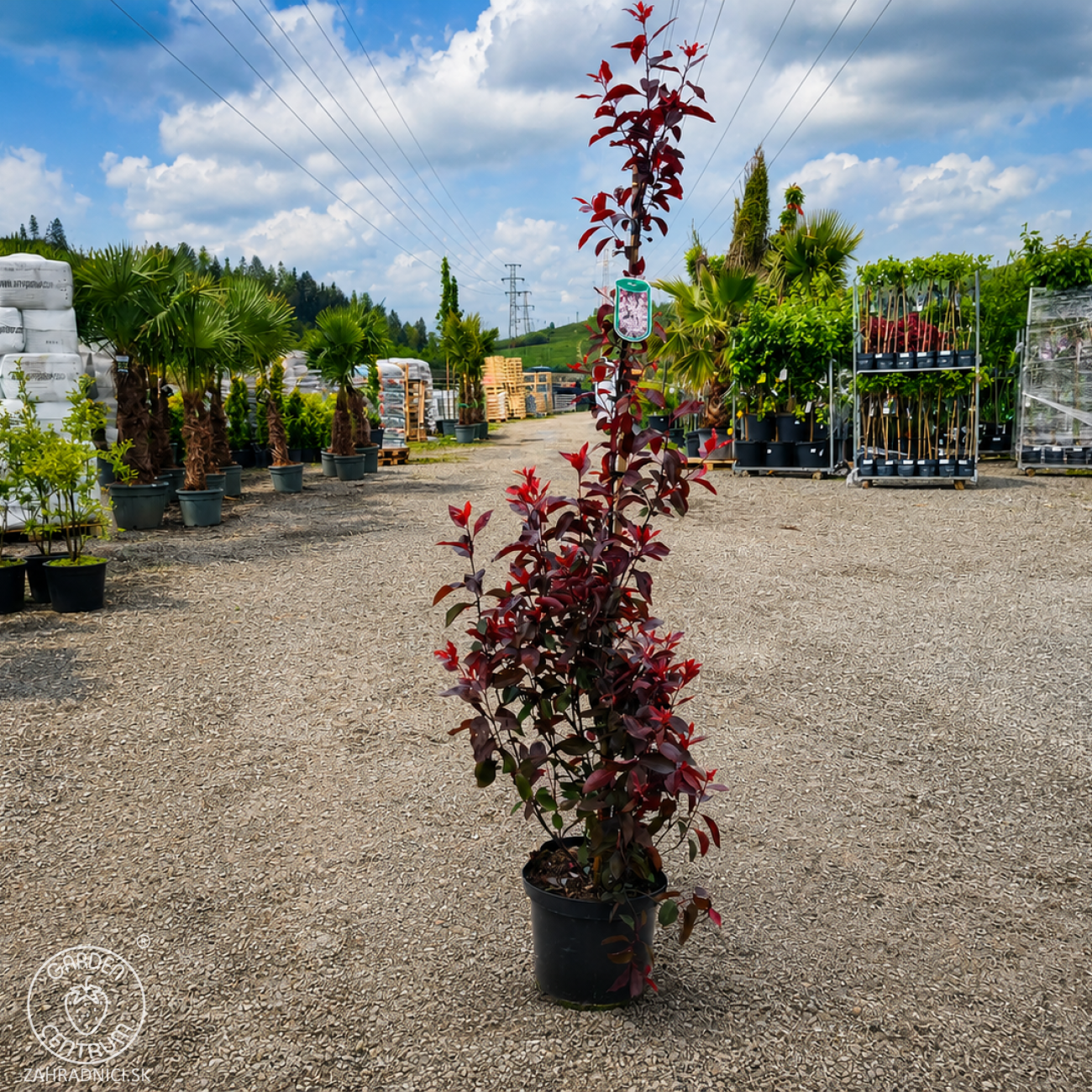 Obrázok Okrasná slivka (Prunus × cistena) - výška 140-160 cm, kont. C10L - kríková